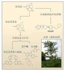 治疗疟疾的青蒿素是用什么提炼的?治疗疟疾的青蒿素是用什么提炼的药物!