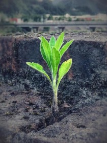 生命力顽强的植物?生命力顽强的植物有哪些!