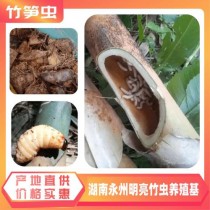 竹直锥大象虫?竹直锥大象虫可以吃吗!